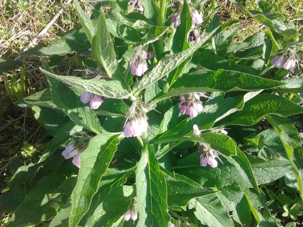 Avoir de la consoude dans son jardin
