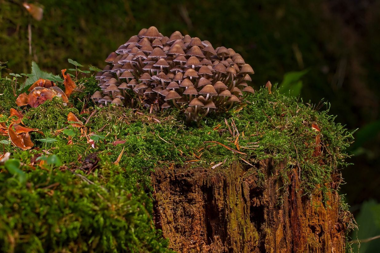 Champignons dans la forêt