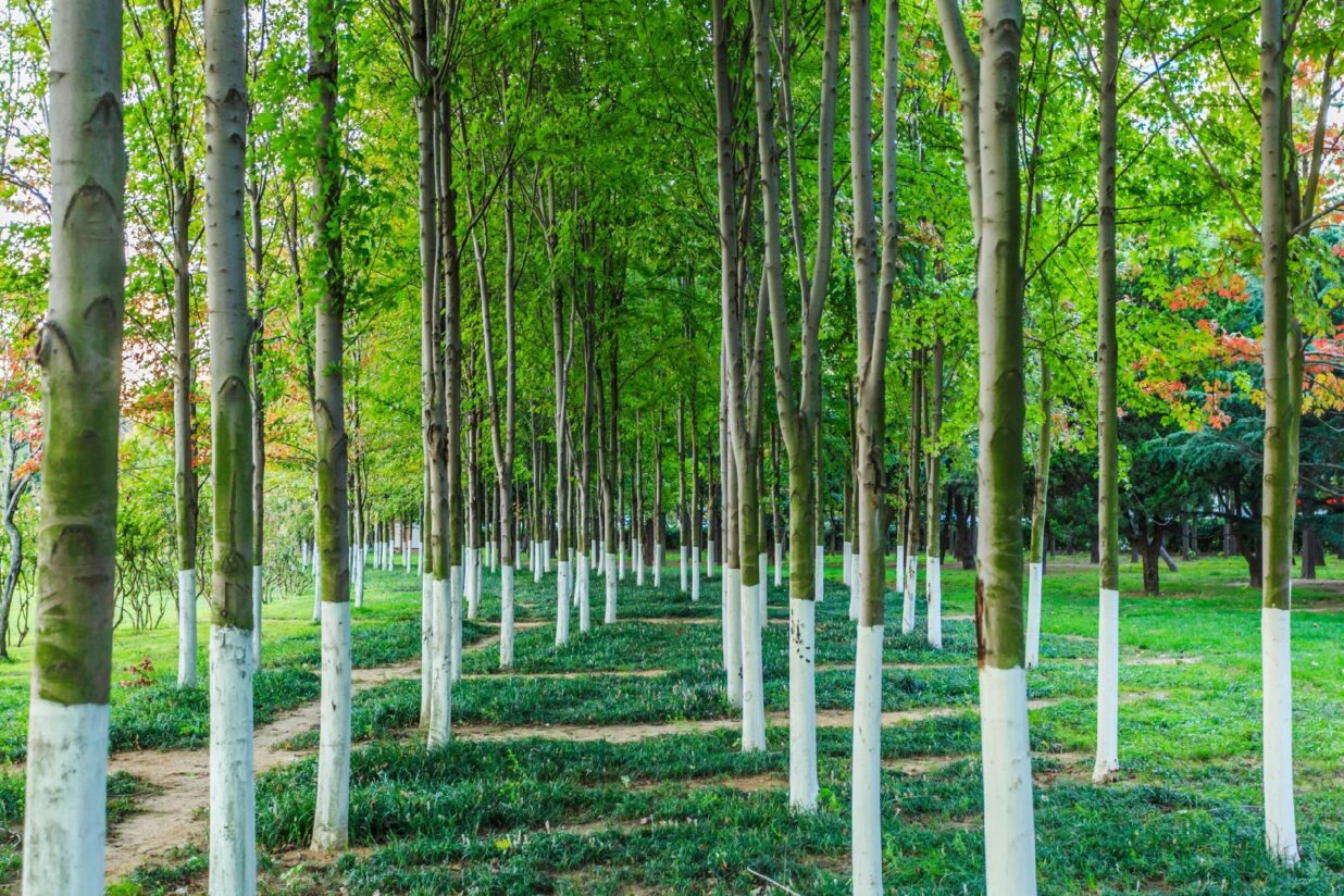 arbres peints avec de la chaux