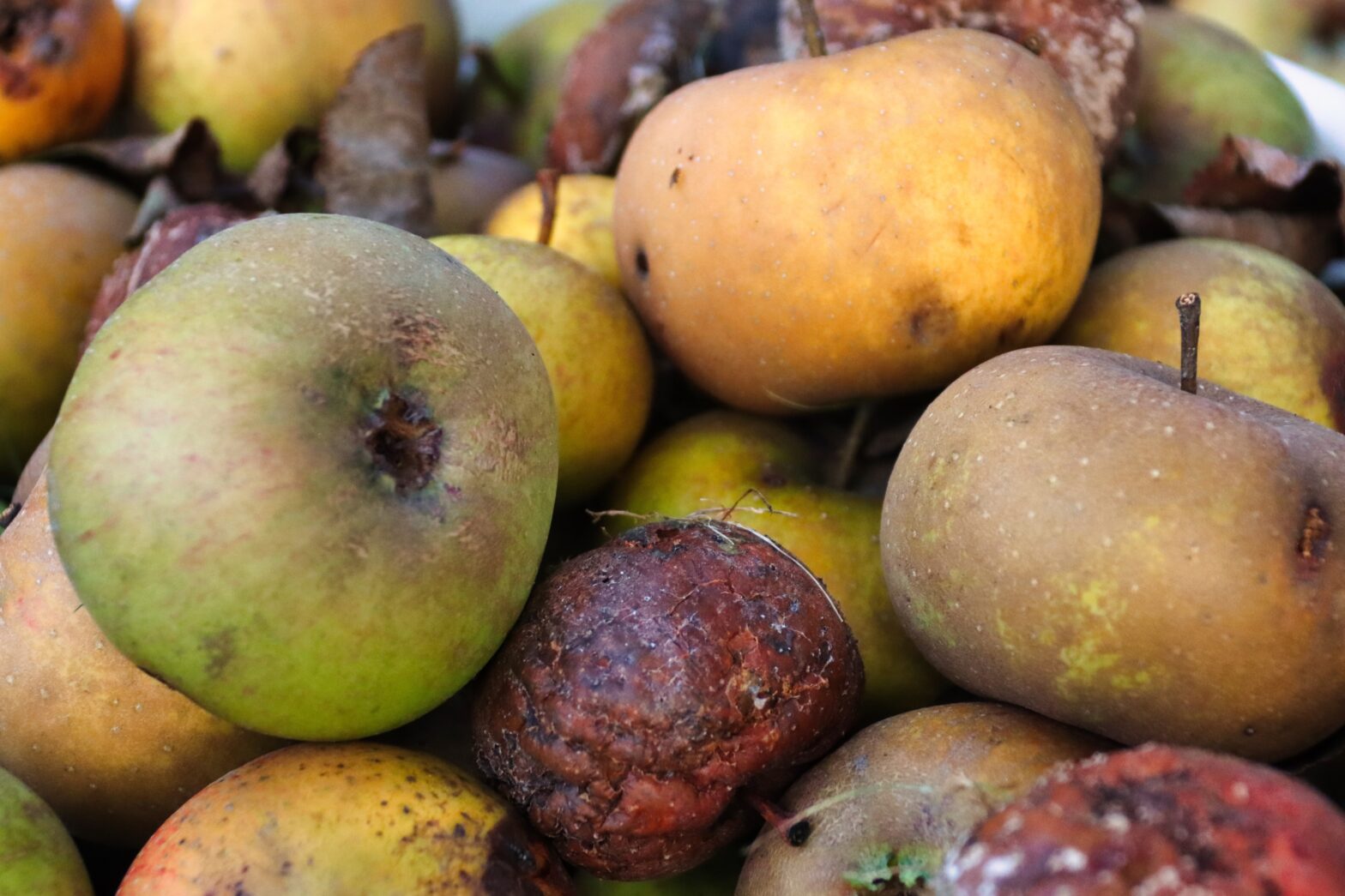 Fruits