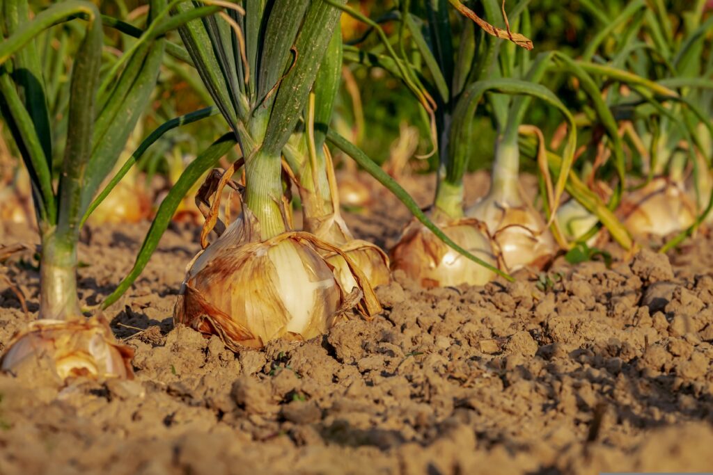 POTAGER