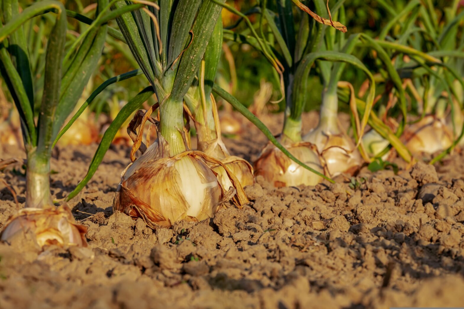 POTAGER