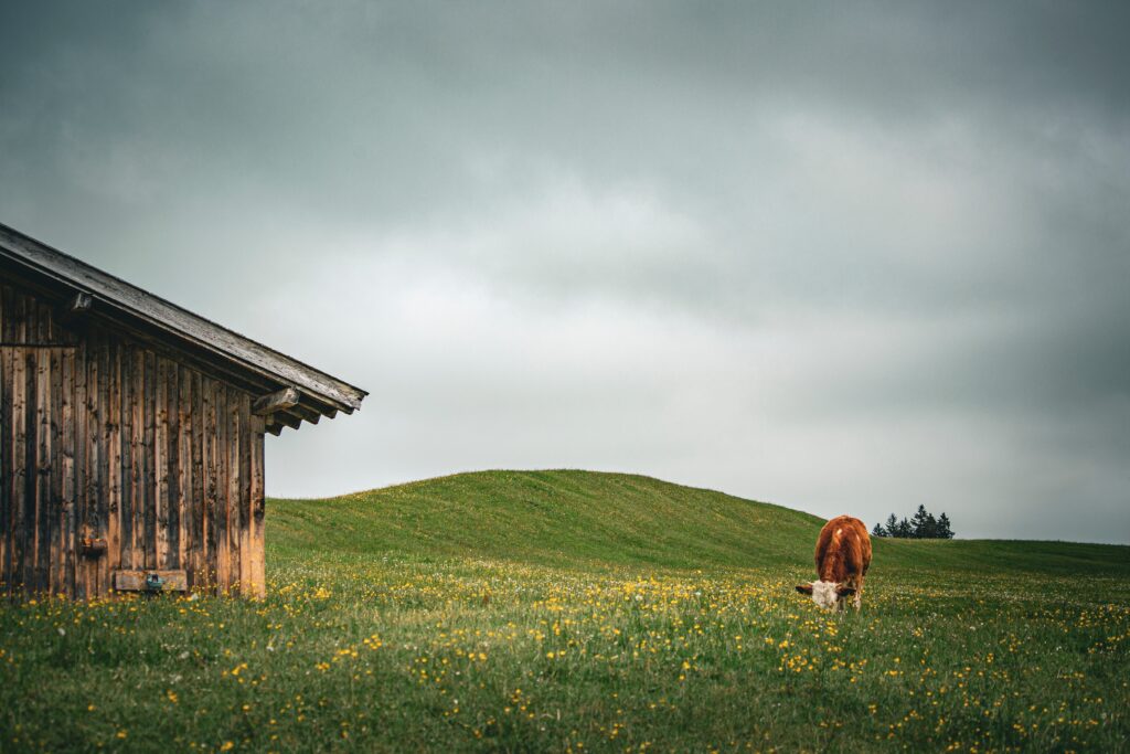 vache dans un champ